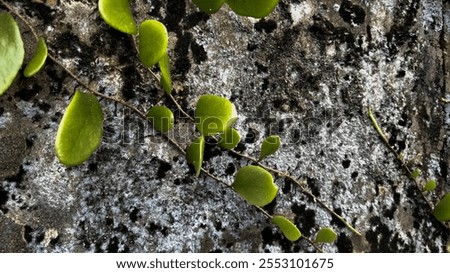 Similar – Image, Stock Photo Beautiful scale with plants in summer
