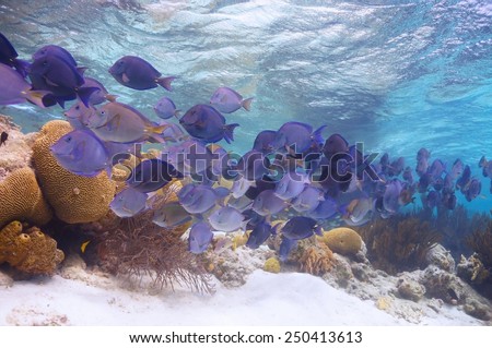 A school of Blue Tang cruising the reef