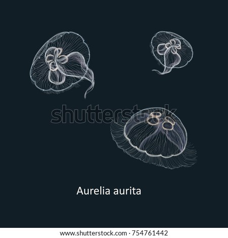 Hand drawn vector illustration of jellyfish Aurelia aurita, also called the common jellyfish, moon jellyfish, moon jelly, or saucer jelly against dark background