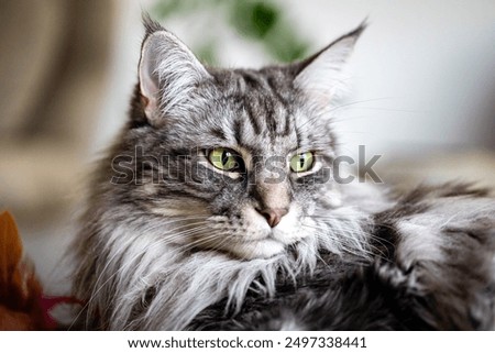 Similar – Image, Stock Photo Maine Coon cat with fluffy tail in sunlight outside on the lawn