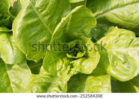 fresh lettuce leaves and heart in the garden