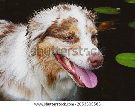 Similar – Image, Stock Photo Lilly portrait Long-haired