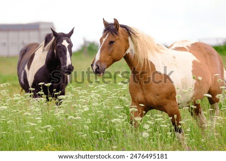 Similar – Image, Stock Photo Horses in the pasture in the early morning