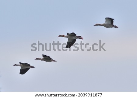Similar – Image, Stock Photo Four Egyptian geese in flight against blue sky with tree at right edge.