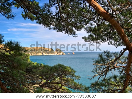 View of the sea view through the pine branches. Japan Sea.