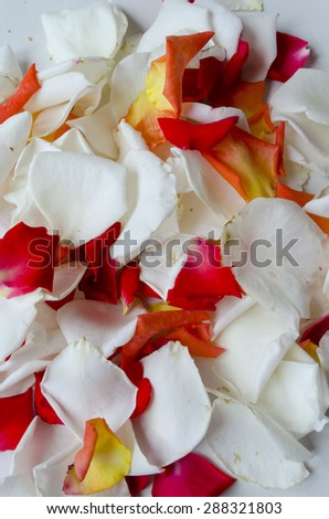 White, red and orange rose petals close up
