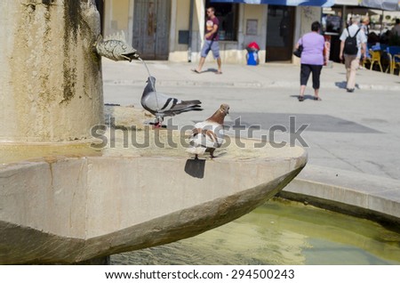 ROVIGNO, CROATIA-08.07.2015.- Pigeon drinking water in fountain in main square