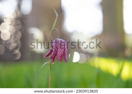 Similar – Image, Stock Photo big blotch like a speech bubble on the front of a house