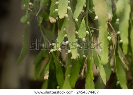 Image, Stock Photo Cacti behind glass
