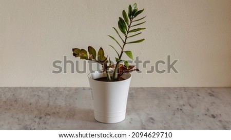 Similar – Image, Stock Photo Dried up plants by the wayside in the sunshine with a gauzy blue background of sky and sea