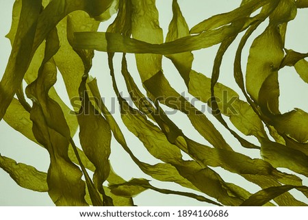 Similar – Image, Stock Photo stalks of seaweed