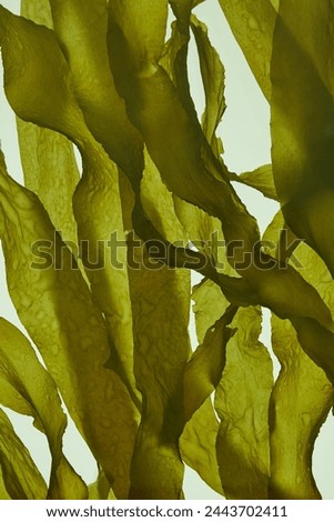 Similar – Image, Stock Photo stalks of seaweed