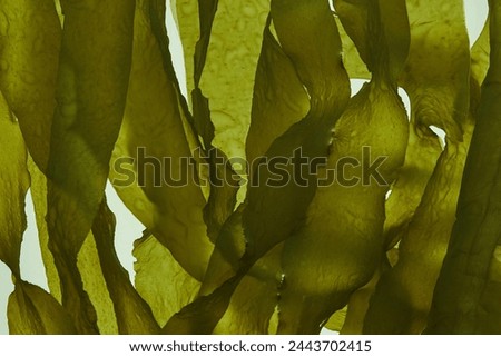 Similar – Image, Stock Photo stalks of seaweed