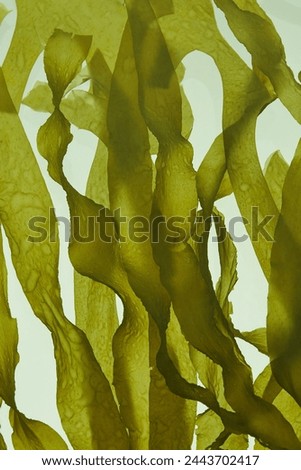 Similar – Image, Stock Photo stalks of seaweed