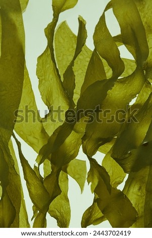 Similar – Image, Stock Photo stalks of seaweed