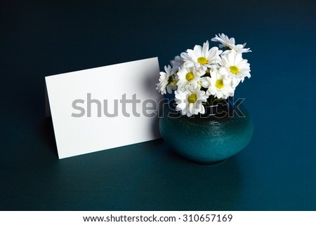 Chrysanthemums flowers. White flowers on a dark blue background