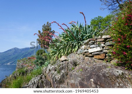 Green yucca plant with red flowers (Beschorneria yuccoides K. Koch) at the shores of the Brissago Island in Lake Maggiore, Switzerland. Stock fotó © 