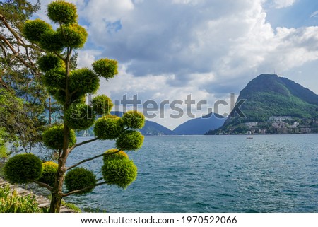 Conifer tree pruned in round shapes in the Ciani Park along Lake Lugano (Ticino, Switzerland), with Monte San Salvatore in the background. Zdjęcia stock © 