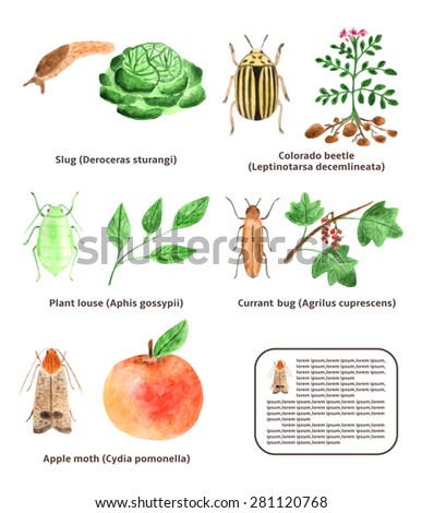 Watercolor pests and plants collection, showing what kind of plant each pest eats