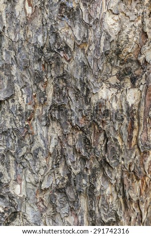 brown giant tree bark texture.