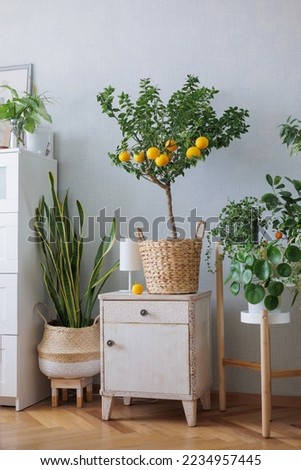 Similar – Image, Stock Photo Tangerines on the table