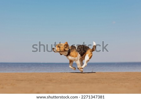 Similar – Image, Stock Photo Dog Beagle running fast and jumping with tongue out on the rural path