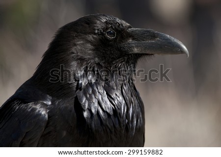 Common Crow or Raven (Corvus corax)