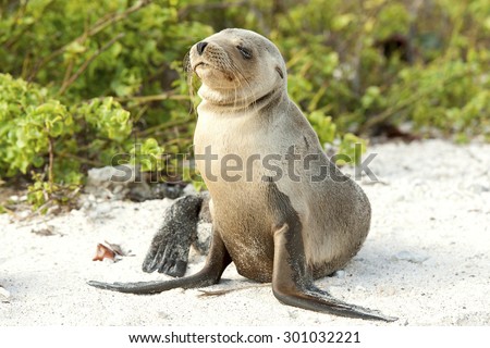 A young Galapagos Sea lion (Zalophus wollebaeki) rests on the beach