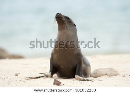A Galapagos Sea lion (Zalophus wollebaeki) on the beach