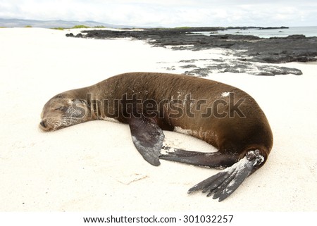 A young Galapagos Sea lion (Zalophus wollebaeki) sleeps on the beach