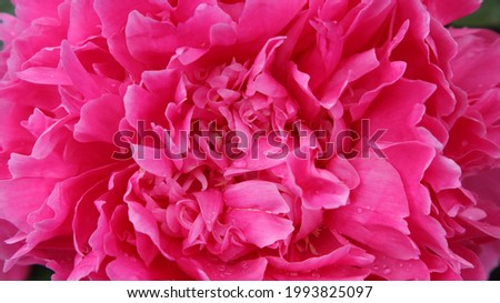 Similar – Image, Stock Photo Lovely purple flowers close up