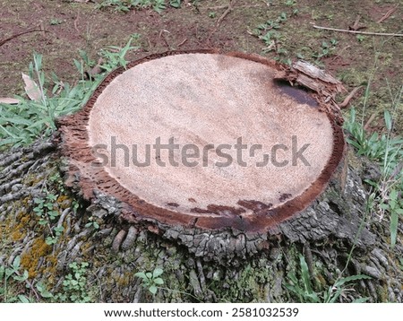 Similar – Image, Stock Photo a felled forest part from above