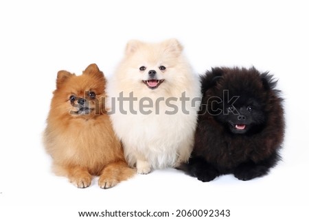 group of pomeranian spitz lying in white background Stock foto © 