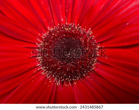 Foto Bild Gerbera Blüte Nabe