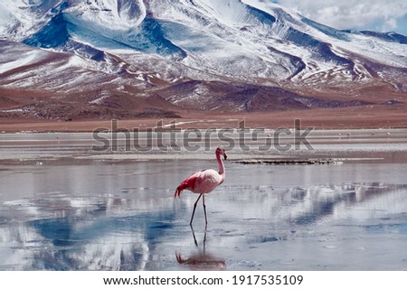 Flamingos in Lagoon in Salt Flats, Bolivia. Salar de Uyuni flamingos. Bolivia.