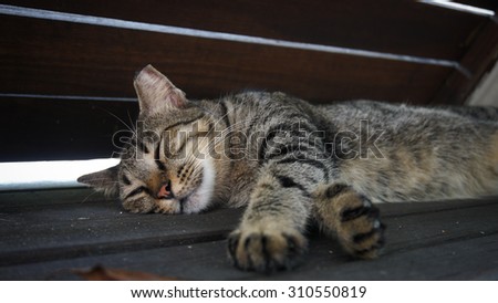 A brown cat is sleeping under the shade of  wood bench.