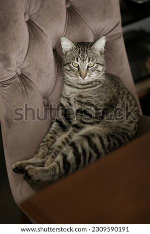 Similar – Image, Stock Photo velvet paws Cat Legs Pelt