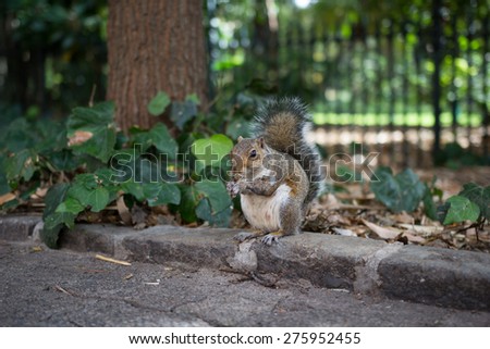 An Urban Grey Squirrel, Sciurus carolinensis, eating outside a park. Species North American in origin, this little guy live in the Cape Company Gardens, Cape Town, South