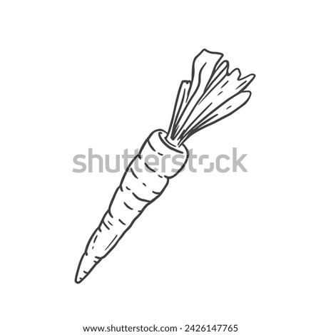 Hand drawn sketch carrot isolated on white background. Doodle style. Vector Illustration 