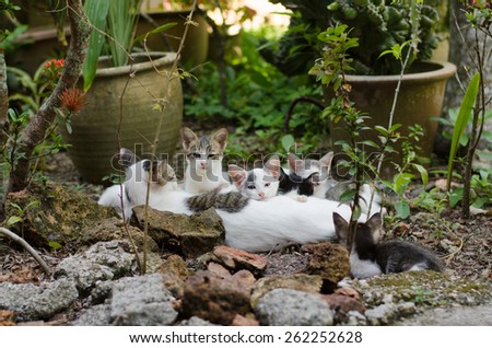 A group of cat resting outdoor under plant and between rock while looking at the camera