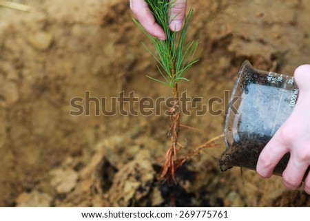 Man Planting Small Christmas Tree In Silty Soil Ground With Bare Hands And Science Lab Beaker