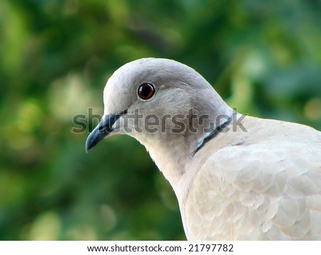 Profile of a Eurasian Collared Dove - The Collared Dove is a species of dove native to Asia and Europe, and also recently introduced in North America.