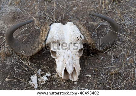 Kruger National Park - Buffalo Skull