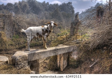 Goat in Yauca district, along Pan-American Highway - Peru