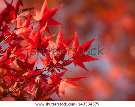 Red Fall Leaves, Japanese Maple with blurry background