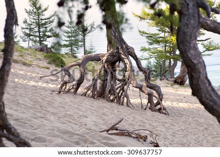 Walking-on-stilts trees are the real wonder of Baikal. The trees have risen above the earth on their stilt-like roots, from under which water and winds blow out the soil.