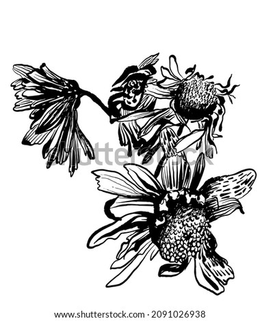 Similar – Image, Stock Photo Faded flowers