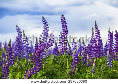 background field of purple lupines against the background of a stormy sky
