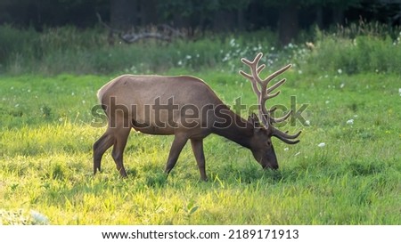 Similar – Foto Bild Wildwechsel kreuzt sich mit Skispuren.