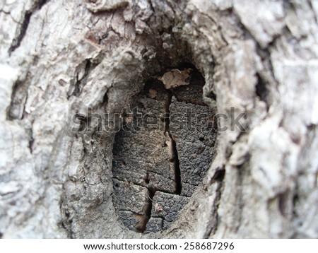 hollow tree trunk photo